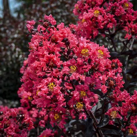 The Many Uses of Crape Myrtle Midnight Magic in Landscaping